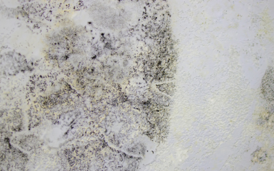 benefits of mold remediation in dubai