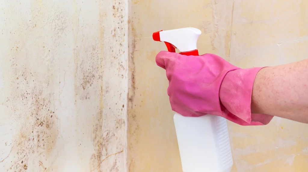 Professional mold removal and remediation process in Dubai